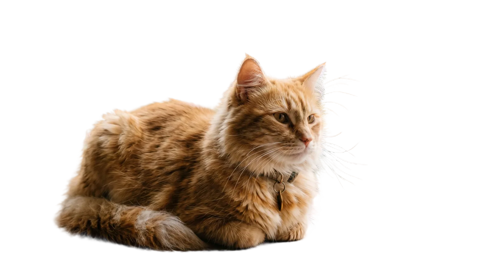 Ginger cat, background removed, on a transparent checkerboard.